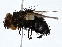  ( - BUITEMS-QBZS-59)  @11 [ ] CreativeCommons - Attribution (2022) CBG Photography Group Centre for Biodiversity Genomics