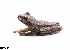  ( - RP630)  @11 [ ] CreativeCommons  Attribution Alexander Edwards (2018) Unspecified University of Plymouth
