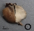  (Tyromyces chioneus - MQ18R024-QFB30107)  @11 [ ] Copyright (2018) Jacques Landry Mycoquebec