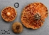  (Lactarius aurantiosordidus - MQ18R074-QFB30590)  @11 [ ] Copyright (2018) Jacques Landry Mycoquebec
