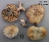  (Lactarius paradoxus - MQ18R240-HRL2679-QFB30756)  @11 [ ] Copyright (2018) Jacques Landry Mycoquebec