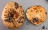  (Lactarius sp. RL2 - MQ18R270-QFB30786)  @11 [ ] Copyright (2018) Jacques Landry Mycoquebec