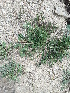  (Onobrychis montana - 18-229)  @11 [ ] Copyright (2021) Unspecified Museo regionale di Scienze naturali Efisio Noussan, Regione Autonoma Valle d'Aosta