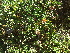  (Trifolium pratense - 18-268)  @11 [ ] Copyright (2021) Unspecified Museo regionale di Scienze naturali Efisio Noussan, Regione Autonoma Valle d'Aosta