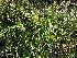 ( - 18-334)  @11 [ ] Copyright (2021) Unspecified Museo regionale di Scienze naturali Efisio Noussan, Regione Autonoma Valle d'Aosta