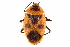  (Parastrachiidae - CCDB-29473-F09)  @11 [ ] CreativeCommons - Attribution (2018) CBG Photography Group Centre for Biodiversity Genomics