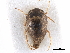  (Helotrephidae - CCDB-29473-G11)  @11 [ ] CreativeCommons - Attribution (2018) CBG Photography Group Centre for Biodiversity Genomics