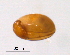  (Protoribotritia - BIOUG15123-E07)  @11 [ ] CreativeCommons - Attribution (2014) CBG Photography Group Centre for Biodiversity Genomics