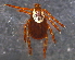  ( - BIOUG15123-F10)  @11 [ ] CreativeCommons - Attribution (2014) CBG Photography Group Centre for Biodiversity Genomics
