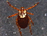  ( - BIOUG15123-F11)  @11 [ ] CreativeCommons - Attribution (2014) CBG Photography Group Centre for Biodiversity Genomics