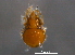  (Ceratoppia quadridentata - BIOUG15123-G07)  @11 [ ] CreativeCommons - Attribution (2014) CBG Photography Group Centre for Biodiversity Genomics