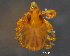  ( - BIOUG15123-H03)  @11 [ ] CreativeCommons - Attribution (2014) CBG Photography Group Centre for Biodiversity Genomics