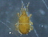  ( - BIOUG16634-D10)  @13 [ ] CreativeCommons - Attribution (2015) CBG Photography Group Centre for Biodiversity Genomics