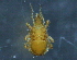  ( - BIOUG16634-D10)  @12 [ ] CreativeCommons - Attribution (2015) CBG Photography Group Centre for Biodiversity Genomics