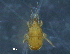  ( - BIOUG16634-E01)  @13 [ ] CreativeCommons - Attribution (2015) CBG Photography Group Centre for Biodiversity Genomics