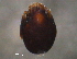 (Dentachipteria - BIOUG16752-H02)  @12 [ ] CreativeCommons - Attribution (2014) CBG Photography Group Centre for Biodiversity Genomics