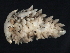  ( - BIOUG12670-F06)  @13 [ ] CreativeCommons - Attribution (2014) CBG Photography Group Centre for Biodiversity Genomics