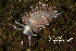  (Coryphella trophina - BIOUG12670-F08)  @11 [ ] CreativeCommons - Attribution (2014) Kara Layton Centre for Biodiversity Genomics