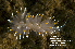  ( - BIOUG12670-G09)  @11 [ ] CreativeCommons - Attribution (2014) Kara Layton Centre for Biodiversity Genomics
