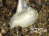  (Cadlina luteomarginata - BIOUG12670-G11)  @13 [ ] CreativeCommons - Attribution (2014) Kara Layton Centre for Biodiversity Genomics