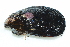  ( - CCDB22762-B12)  @11 [ ] CreativeCommons - Attribution Non-Commercial Share-Alike (2015) Melissa Frey Royal BC Museum