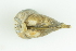  ( - CCDB22763-C10)  @11 [ ] CreativeCommons - Attribution Non-Commercial Share-Alike (2015) Melissa Frey Royal BC Museum
