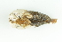  ( - CCDB22763-C11)  @11 [ ] CreativeCommons - Attribution Non-Commercial Share-Alike (2015) Melissa Frey Royal BC Museum
