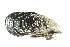  ( - CCDB22765-E05)  @11 [ ] CreativeCommons - Attribution Non-Commercial Share-Alike (2015) Melissa Frey Royal BC Museum