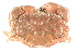  ( - CCDB22768-H11)  @11 [ ] CreativeCommons - Attribution Non-Commercial Share-Alike (2015) Melissa Frey Royal BC Museum