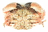  ( - CCDB22768-H11)  @11 [ ] CreativeCommons - Attribution Non-Commercial Share-Alike (2015) Melissa Frey Royal BC Museum