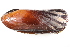  ( - CCDB22172-A05)  @11 [ ] CreativeCommons - Attribution (2014) Kara Layton Centre for Biodiversity Genomics
