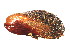  ( - CCDB22172-C11)  @13 [ ] CreativeCommons - Attribution (2014) Kara Layton Centre for Biodiversity Genomics