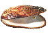  ( - CCDB22172-C12)  @11 [ ] CreativeCommons - Attribution (2014) Kara Layton Centre for Biodiversity Genomics