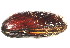  ( - CCDB22172-D01)  @12 [ ] CreativeCommons - Attribution (2014) Kara Layton Centre for Biodiversity Genomics