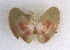  ( - CCDB22173-G01)  @12 [ ] CreativeCommons - Attribution (2014) Kara Layton Centre for Biodiversity Genomics