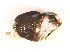  ( - CCDB22174-A08)  @12 [ ] CreativeCommons - Attribution (2014) Kara Layton Centre for Biodiversity Genomics