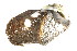  ( - CCDB22174-A09)  @12 [ ] CreativeCommons - Attribution (2014) Kara Layton Centre for Biodiversity Genomics