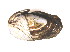  ( - CCDB22174-A12)  @12 [ ] CreativeCommons - Attribution (2014) Kara Layton Centre for Biodiversity Genomics