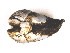  ( - CCDB22174-A12)  @12 [ ] CreativeCommons - Attribution (2014) Kara Layton Centre for Biodiversity Genomics