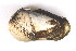 ( - CCDB22174-B01)  @12 [ ] CreativeCommons - Attribution (2014) Kara Layton Centre for Biodiversity Genomics