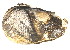  ( - CCDB22174-B02)  @12 [ ] CreativeCommons - Attribution (2014) Kara Layton Centre for Biodiversity Genomics