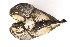  ( - CCDB22174-B02)  @12 [ ] CreativeCommons - Attribution (2014) Kara Layton Centre for Biodiversity Genomics