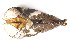  ( - CCDB22174-B05)  @12 [ ] CreativeCommons - Attribution (2014) Kara Layton Centre for Biodiversity Genomics