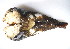  ( - CCDB22174-B06)  @12 [ ] CreativeCommons - Attribution (2014) Kara Layton Centre for Biodiversity Genomics