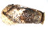  ( - CCDB22174-B07)  @12 [ ] CreativeCommons - Attribution (2014) Kara Layton Centre for Biodiversity Genomics