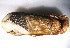  ( - CCDB22174-B09)  @13 [ ] CreativeCommons - Attribution (2014) Kara Layton Centre for Biodiversity Genomics