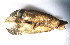  ( - CCDB22174-B09)  @12 [ ] CreativeCommons - Attribution (2014) Kara Layton Centre for Biodiversity Genomics