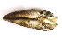  (Martesiinae - CCDB22174-C01)  @13 [ ] CreativeCommons - Attribution (2014) Kara Layton Centre for Biodiversity Genomics