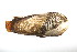  ( - CCDB22174-H10)  @12 [ ] CreativeCommons - Attribution (2014) Kara Layton Centre for Biodiversity Genomics
