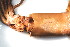  ( - CCDB22176-G10)  @12 [ ] CreativeCommons - Attribution (2014) Kara Layton Centre for Biodiversity Genomics
